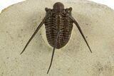 Long-Spined Cyphaspis Trilobite - Foum Zguid, Morocco #311681-4